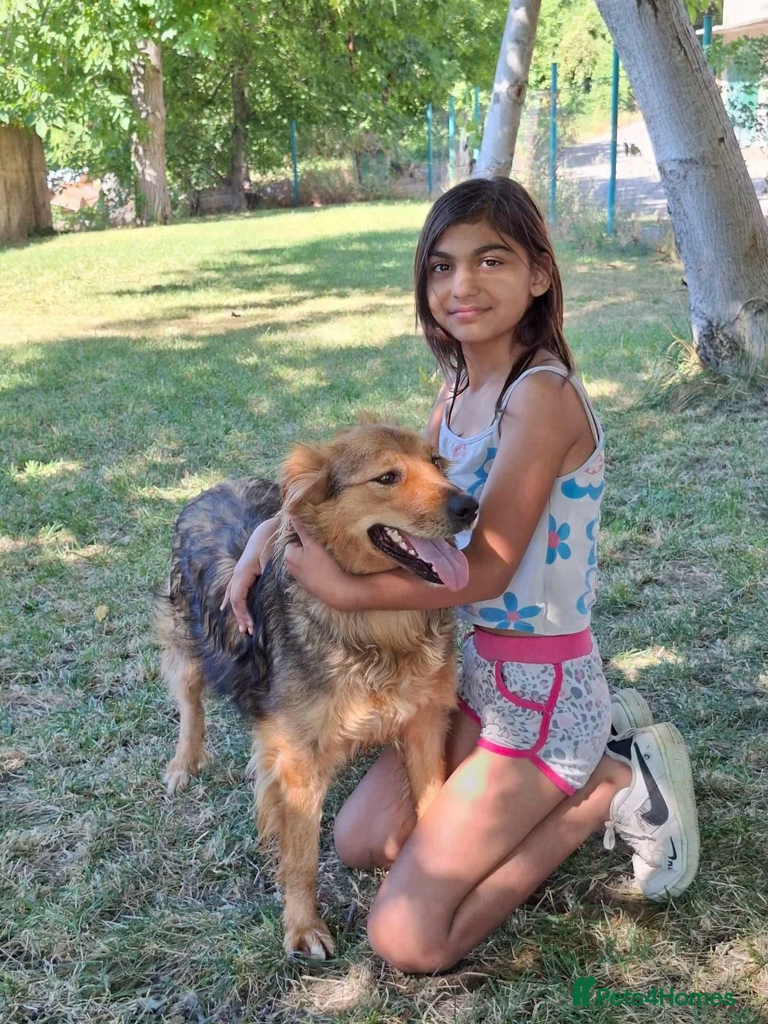 Mixed Breed dogs for adoption: Bonnet, 4 yrs approx. Available for adoption. - Advert 2
