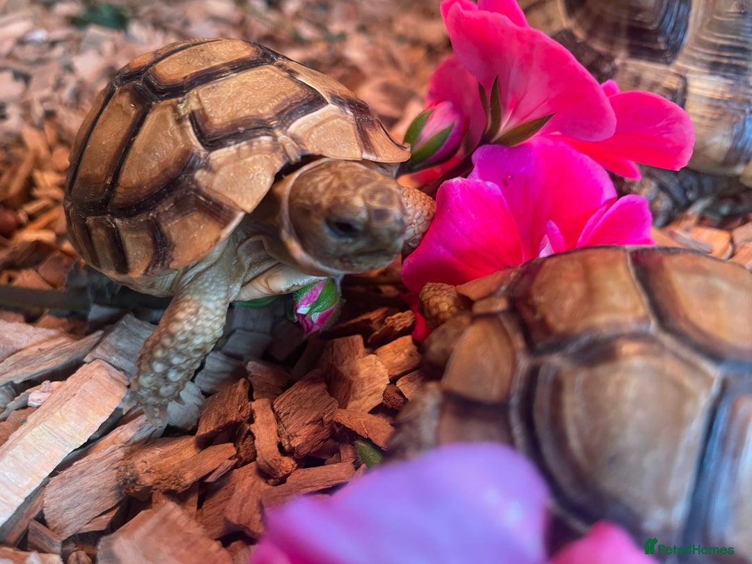 Tortoise reptiles for sale: Greek baby tortoises  in London - Image 6