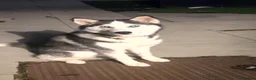Siberian Husky dogs for sale: Husky Serbian  - Advert 2
