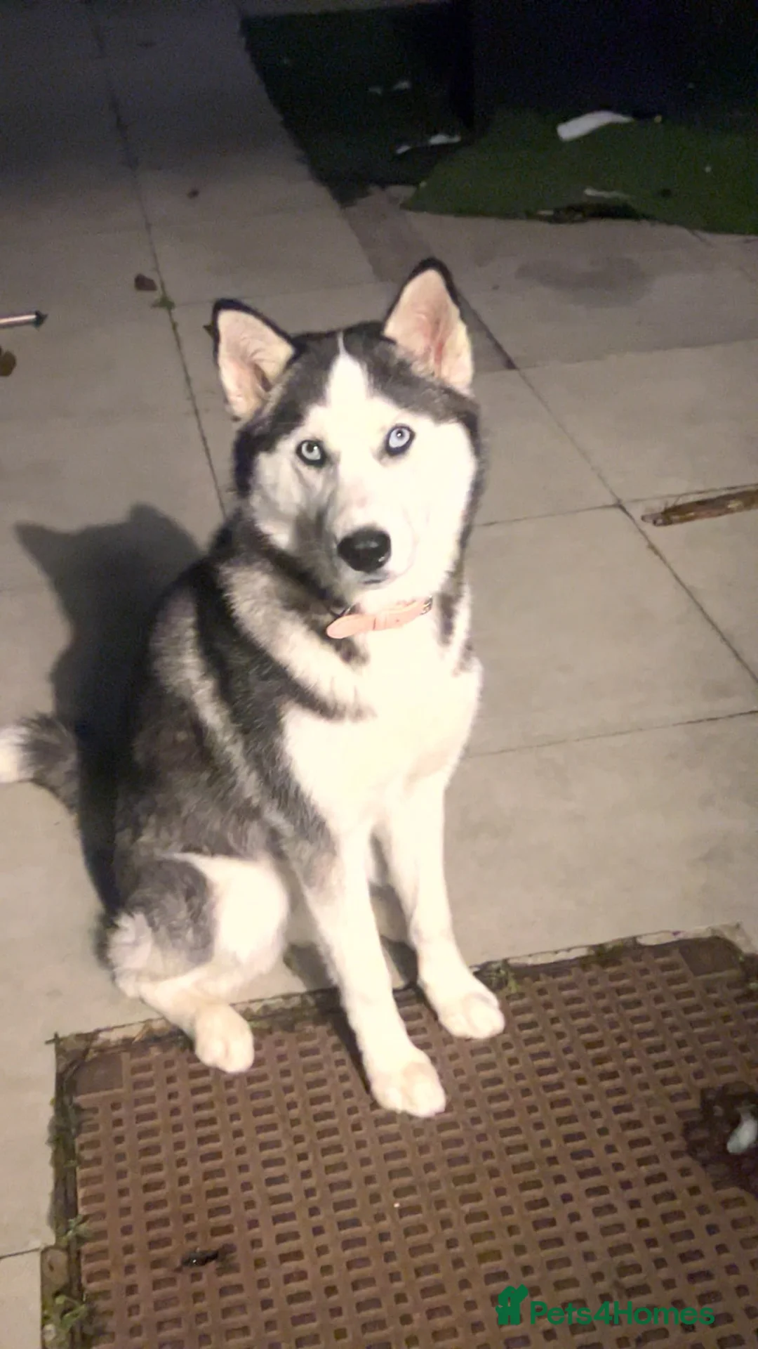 Siberian Husky dogs for sale: Husky Serbian  - Advert 2