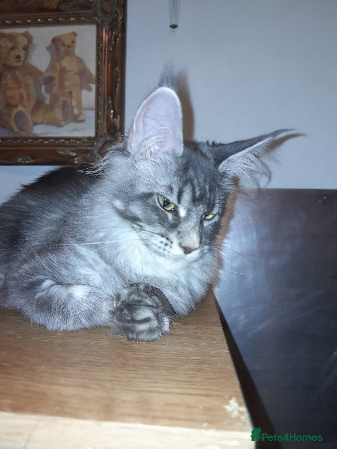 Maine Coon cats for sale: Polydactyl SolidBlue/BlackSilver Girls Maine Coon - Advert 9