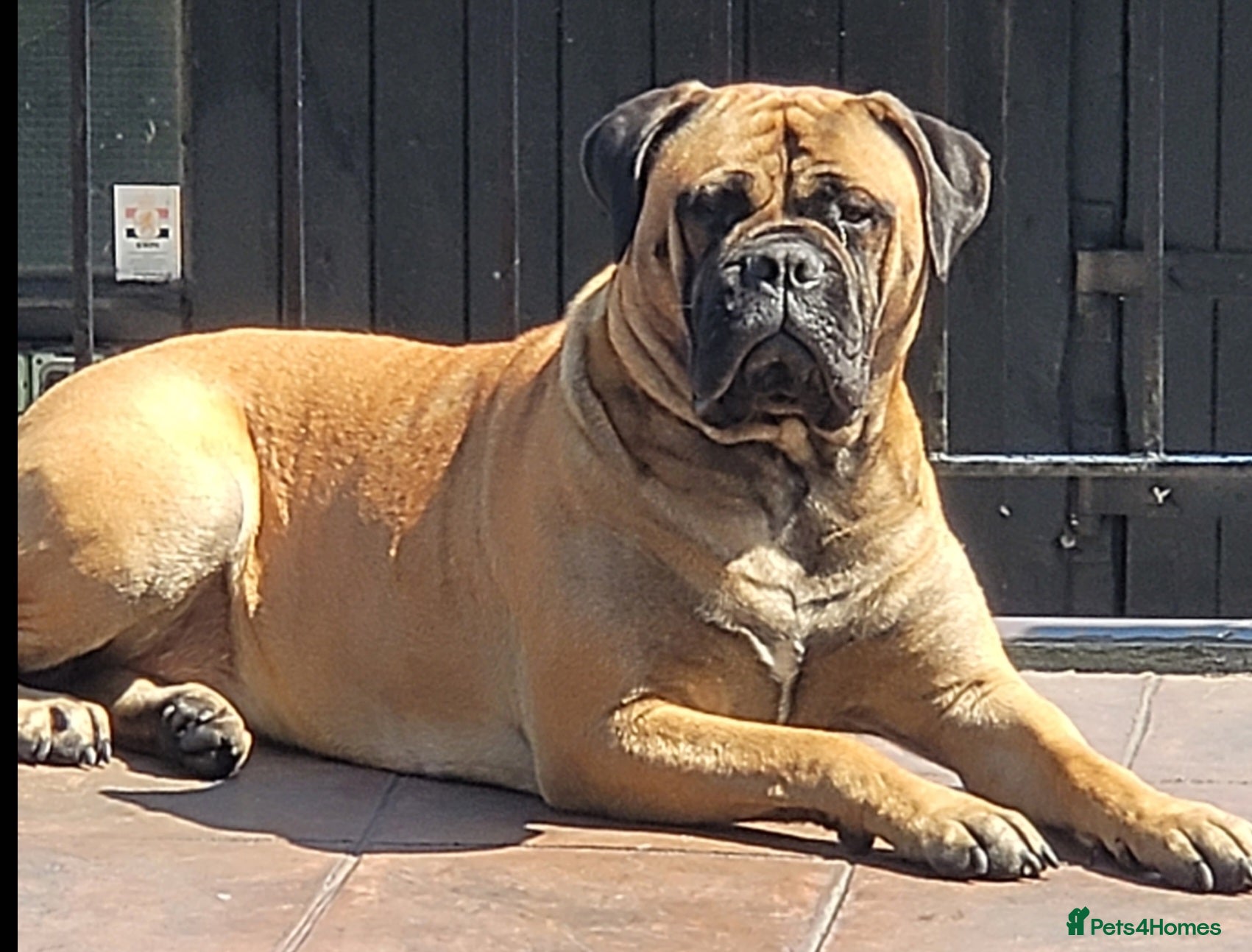 Bullmastiff dogs KC  reg bullmastiff pups. Health tested parents  - Advert 7