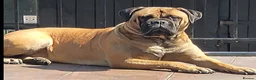 Bullmastiff dogs for sale: KC  reg bullmastiff pups. Health tested parents  - Advert 1