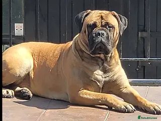 Bullmastiff dogs KC reg bullmastiff pups. Health tested parents - Advert 7