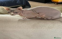 Sphynx cats for sale: 🐱GORGEOUS SPHYNX KITTENS AVAILABLE 🐱 - Advert 7
