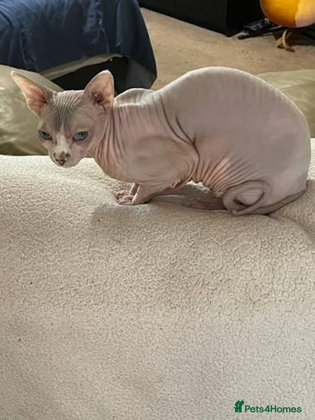 Sphynx cats for sale: 🐱GORGEOUS SPHYNX KITTENS AVAILABLE 🐱 - Advert 7