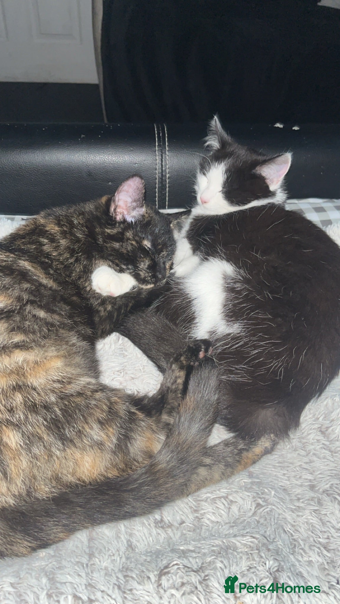 British Shorthair cats Muffin and Willow  - Advert 4