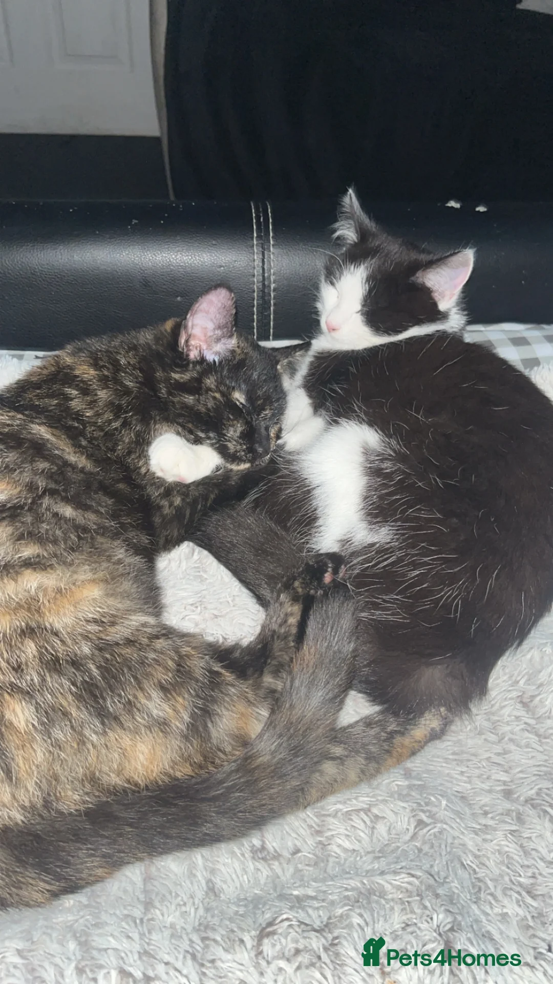 British Shorthair cats for sale: Muffin and Willow  - Advert 1