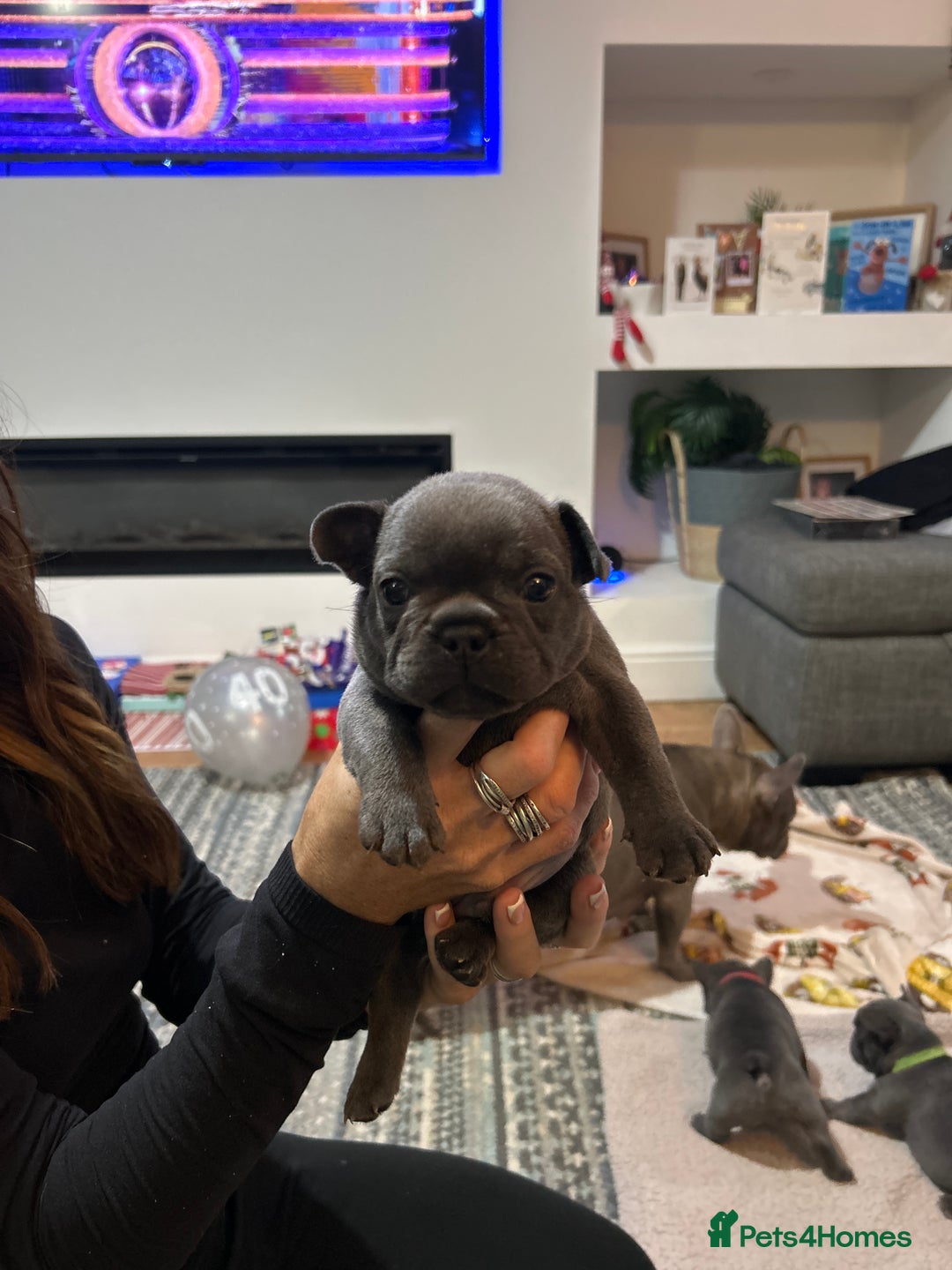 French Bulldog dogs for sale: Top quality French bulldog pups - Advert 17