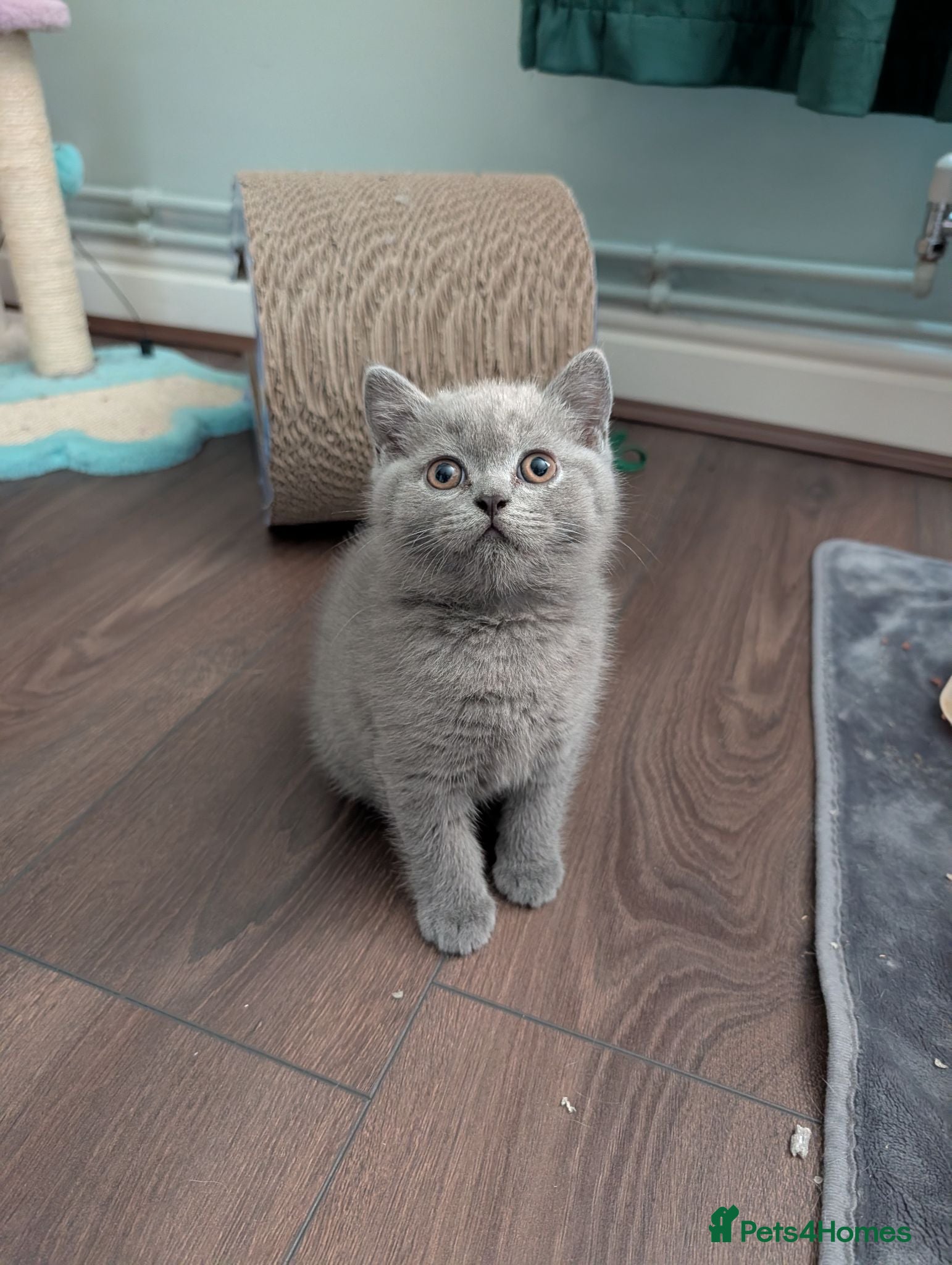British Shorthair cats READY😺 British Shorthaired Kittens🐾 - Advert 1