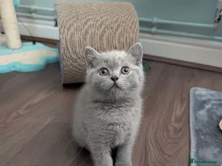 British Shorthair cats READY😺 British Shorthaired Kittens🐾 - Advert 1