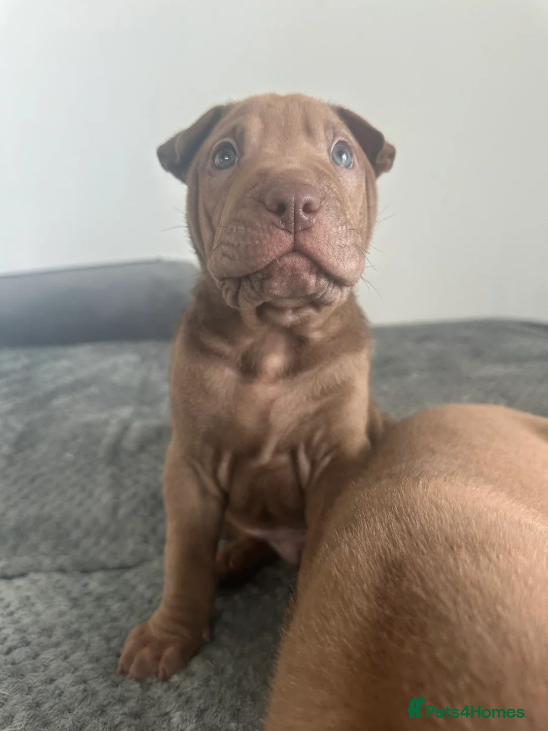 Mixed Breed dogs for sale: VALENTINE BABIES 3 LEFT bull x sharpei  - Advert 2