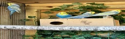 Budgerigars birds for sale: Adult violet rainbow budgies  - Advert 1
