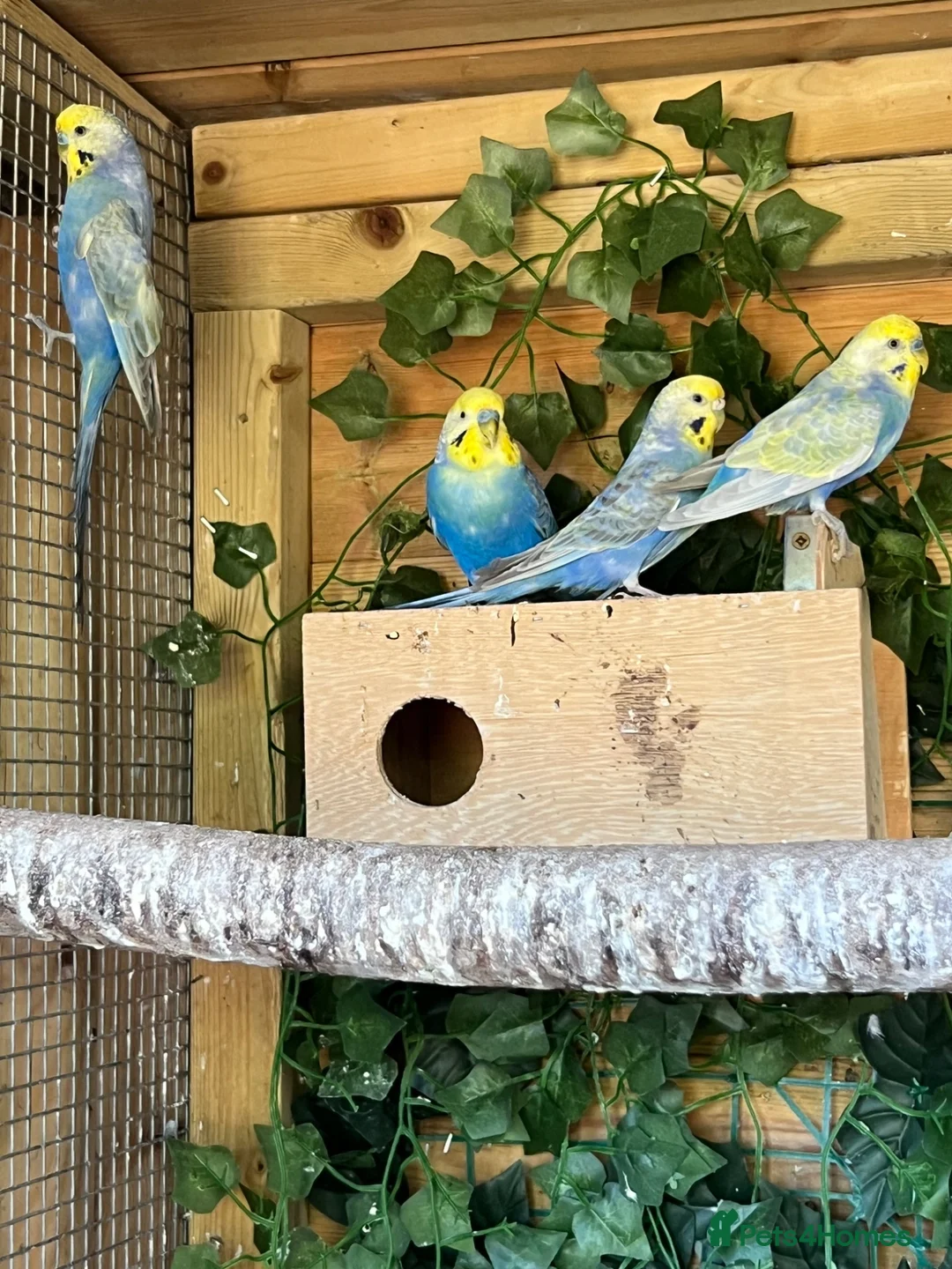 Budgerigars birds for sale: Adult violet rainbow budgies  - Advert 1