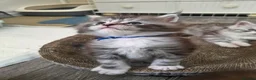 Maine Coon cats for sale: Outstanding Quality Tica shaded line kittens - Advert 7