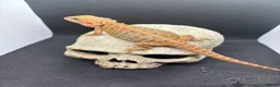 Bearded Dragon reptiles for sale: Spectacular baby dragons ready now  - Advert 8