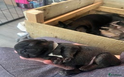 French Bulldog dogs for sale: French bulldog pups  - Image 4