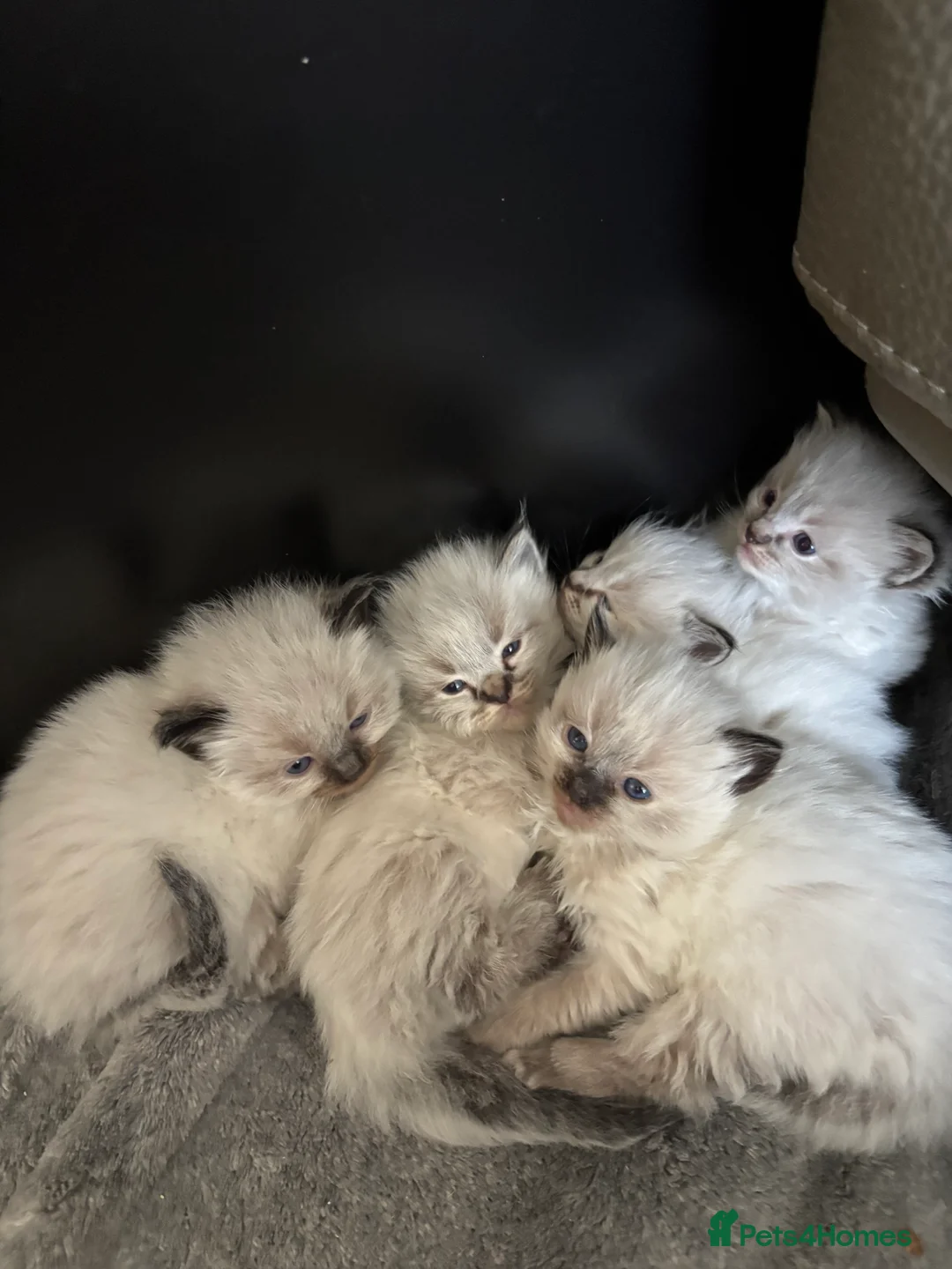 Ragdoll cats for sale: LAST GIRL.BOY Gorgeous Lynx ragdolls ready soon  - Advert 25