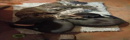 Mixed Breed dogs for sale: Rescue Dogs searching for their forever homes - Advert 5