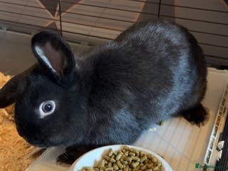 English rabbits Bugsy - Advert 13