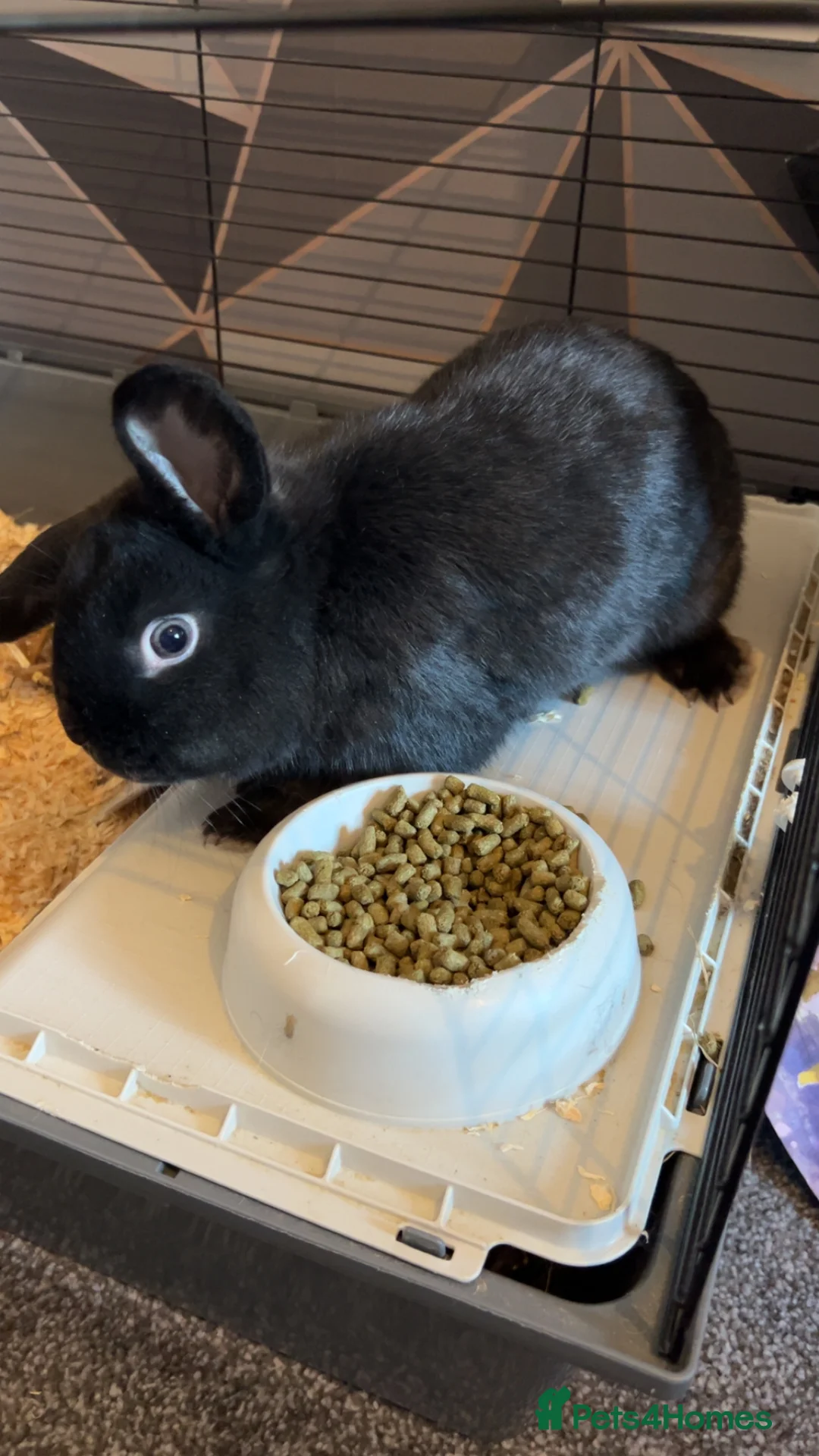 English rabbits for sale: Bugsy - Advert 1
