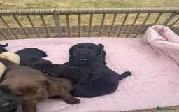 Labrador Retriever dogs for sale: Beautiful KC Registered Labrador Puppies - Image 7