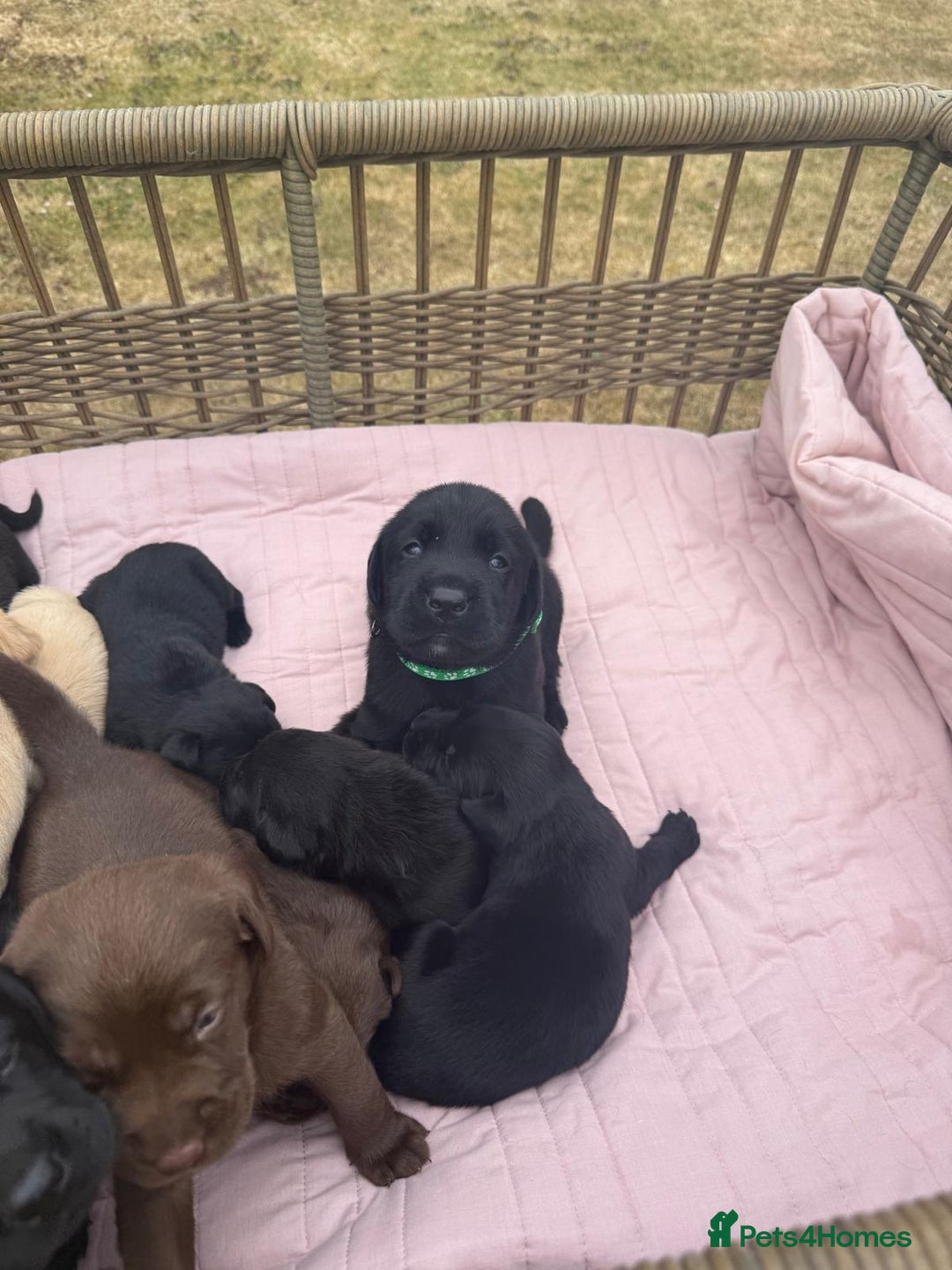 Labrador Retriever dogs for sale: Beautiful KC Registered Labrador Puppies - Image 7