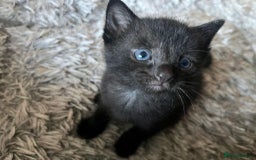 Russian Blue cats for sale: Russian blue mix  - Image 23