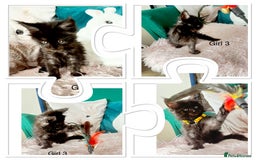Maine Coon cats for sale: XXL Maine Coon kittens 🔥rare Black Smoke  - Image 30