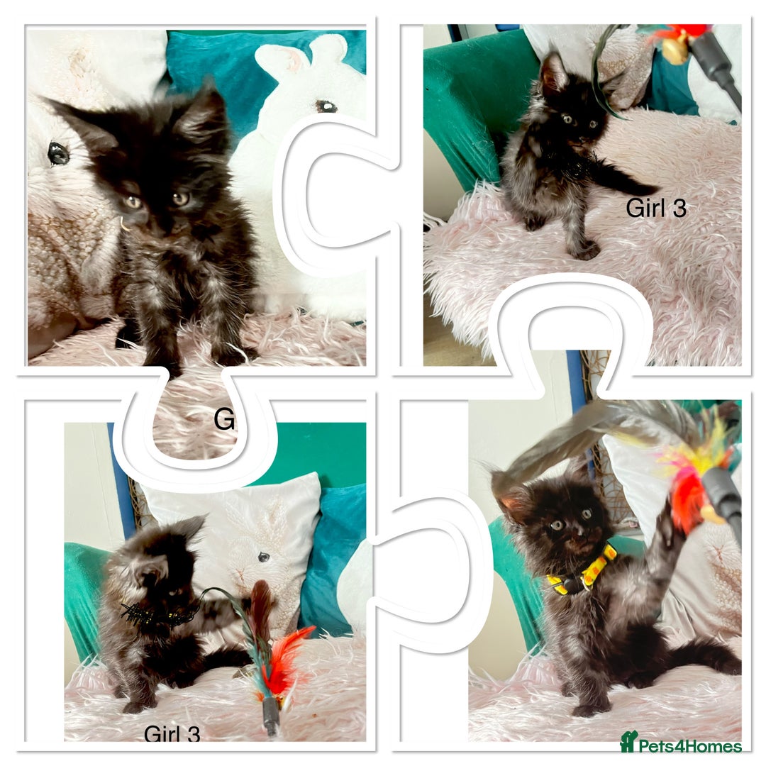 Maine Coon cats for sale: XXL Maine Coon kittens 🔥rare Black Smoke  - Image 30