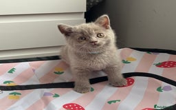 British Shorthair cats for sale: Gorgeous British Shorthair Kittens  - Image 9