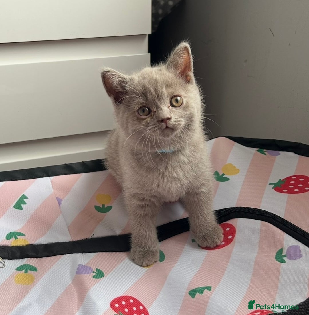 British Shorthair cats for sale: Gorgeous British Shorthair Kittens  - Image 9