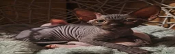 Sphynx cats for sale: Sphynx kittens 5 Tica generation certificate  in Belfast - Advert 5