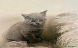British Shorthair cats for sale: Two cuddly blue boys from loving family home - Image 16