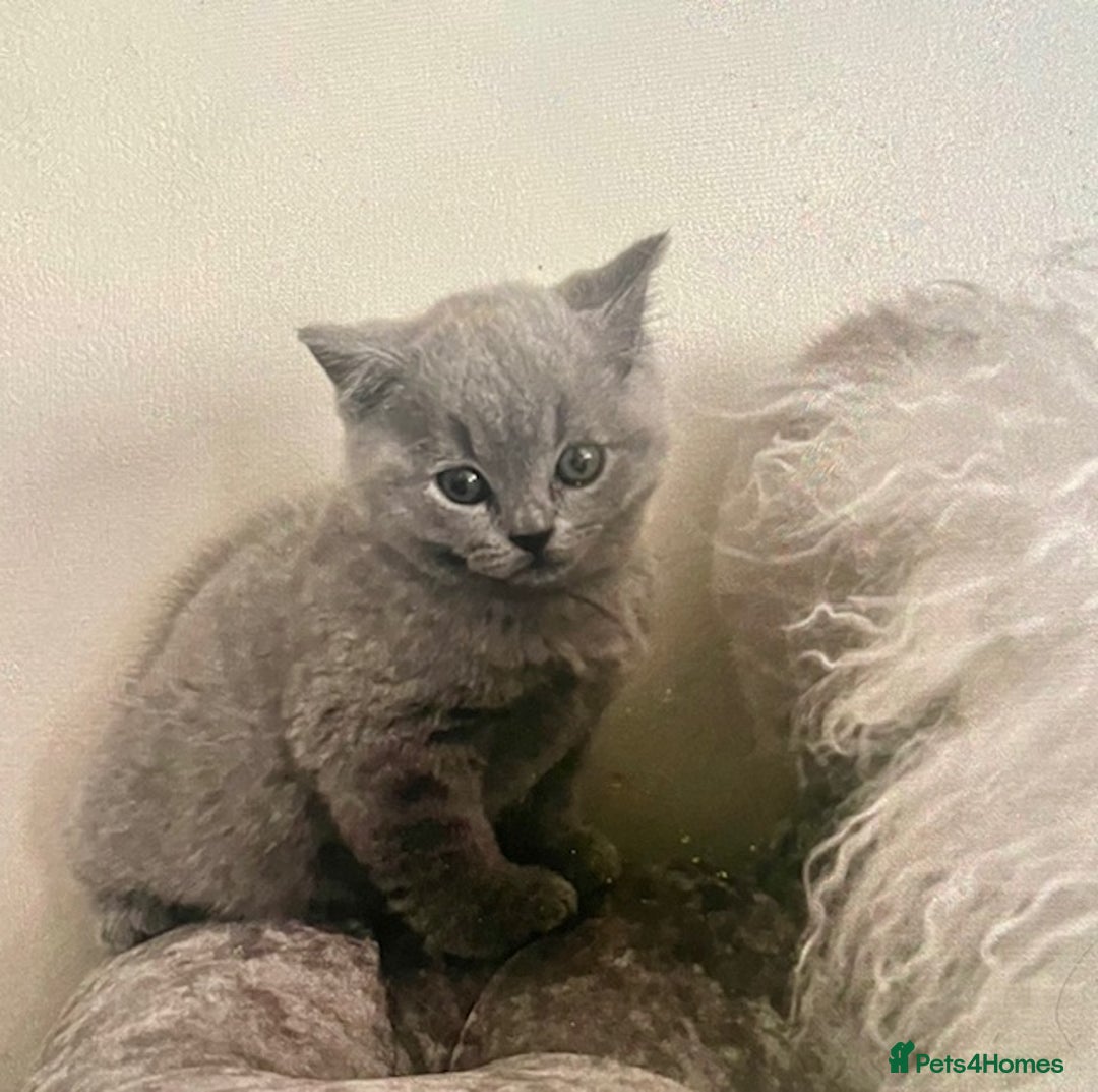 British Shorthair cats for sale: Two cuddly blue boys from loving family home - Image 16
