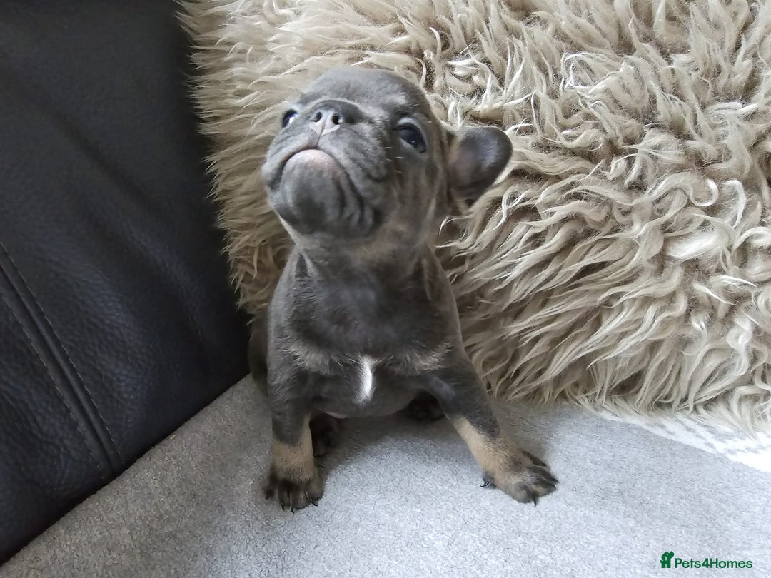 French Bulldog dogs for sale: Stunning French Bulldog Puppies  - Advert 3