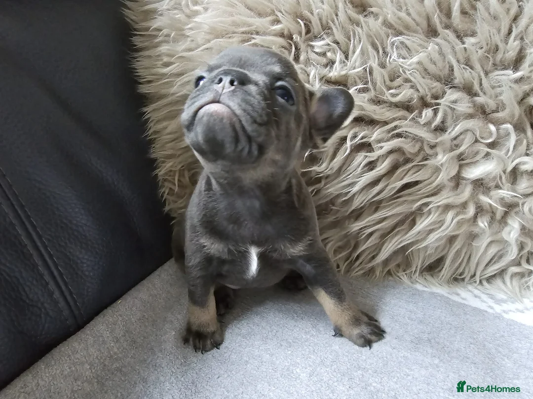 French Bulldog dogs for sale: Stunning French Bulldog Puppies  - Advert 3