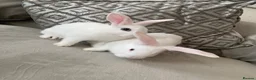 Mini Lop rabbits for sale: Last baby boy lop available  - Advert 4
