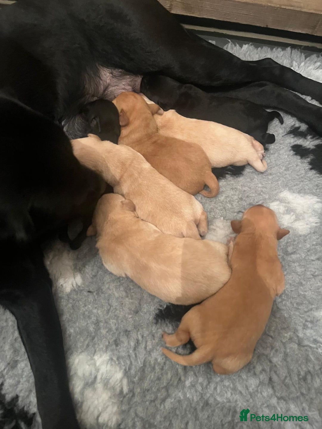 Labrador Retriever dogs for sale: Labrador Puppies - Advert 16