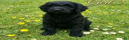 Goldendoodle dogs for sale: Beautiful miniature F1 Goldendoodle - Advert 7