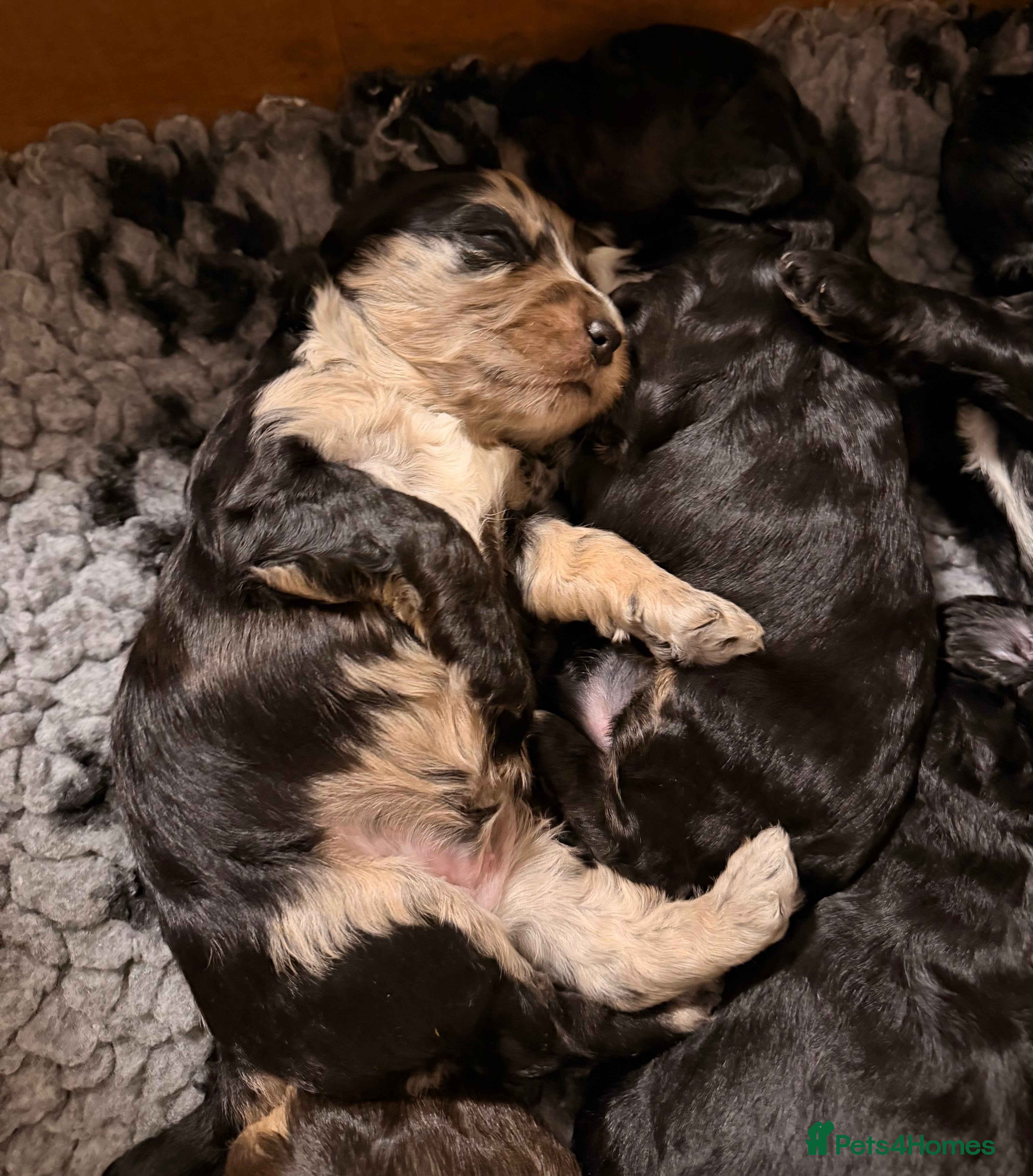 Cockapoo dogs F1 Cockapoo Puppies - Advert 15