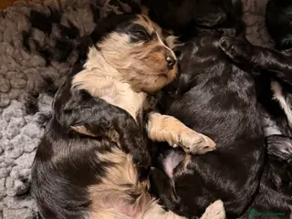 Cockapoo dogs F1 Cockapoo Puppies - Advert 15