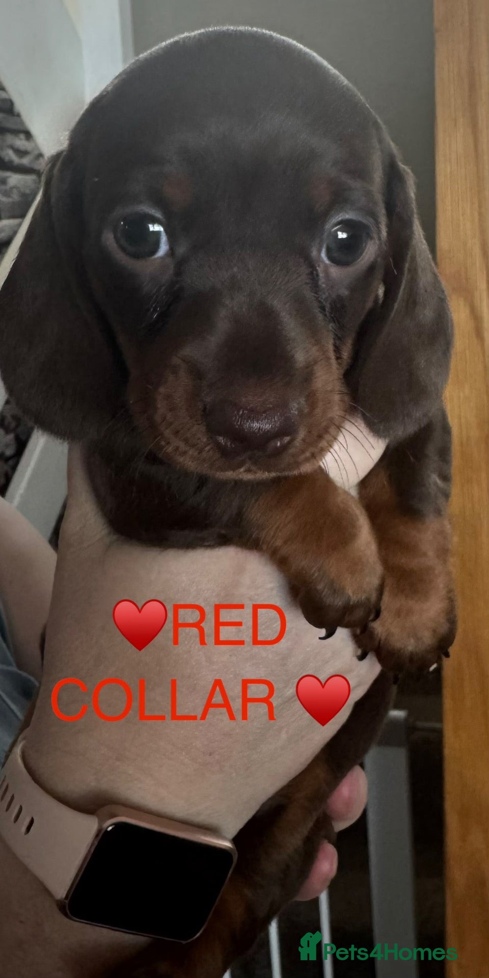 Dachshund dogs 🐾 Gorgeous Mini Dachshund Puppies-Come meet them! - Advert 18