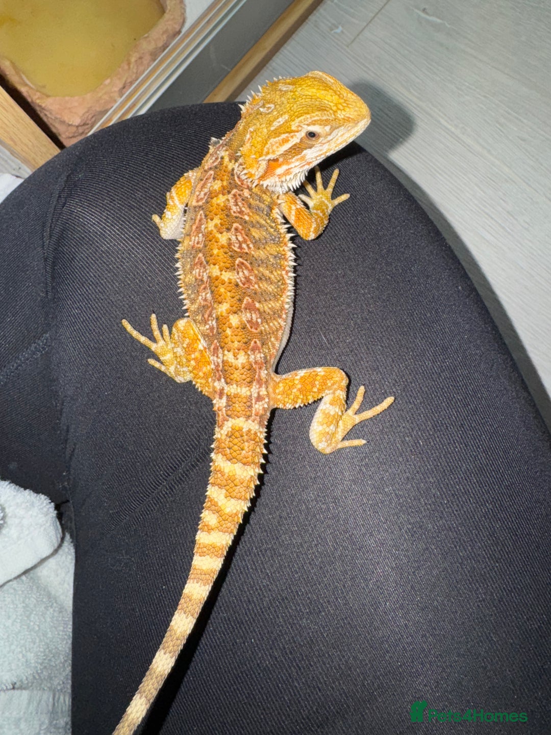 Bearded Dragon reptiles for sale: Female beardie + set up - Image 6