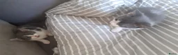 Mixed Breed cats for sale: 2 grey and 1 black and white kittens - Advert 3