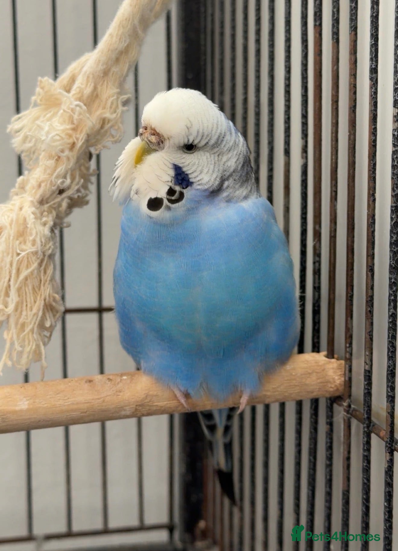 Budgerigars birds Three female budgies - Advert 3
