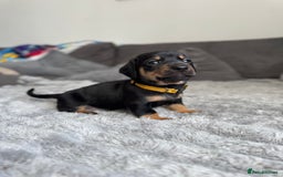 Dachshund dogs for sale: Dachshund pups 3 boys left  in Bootle - Image 23