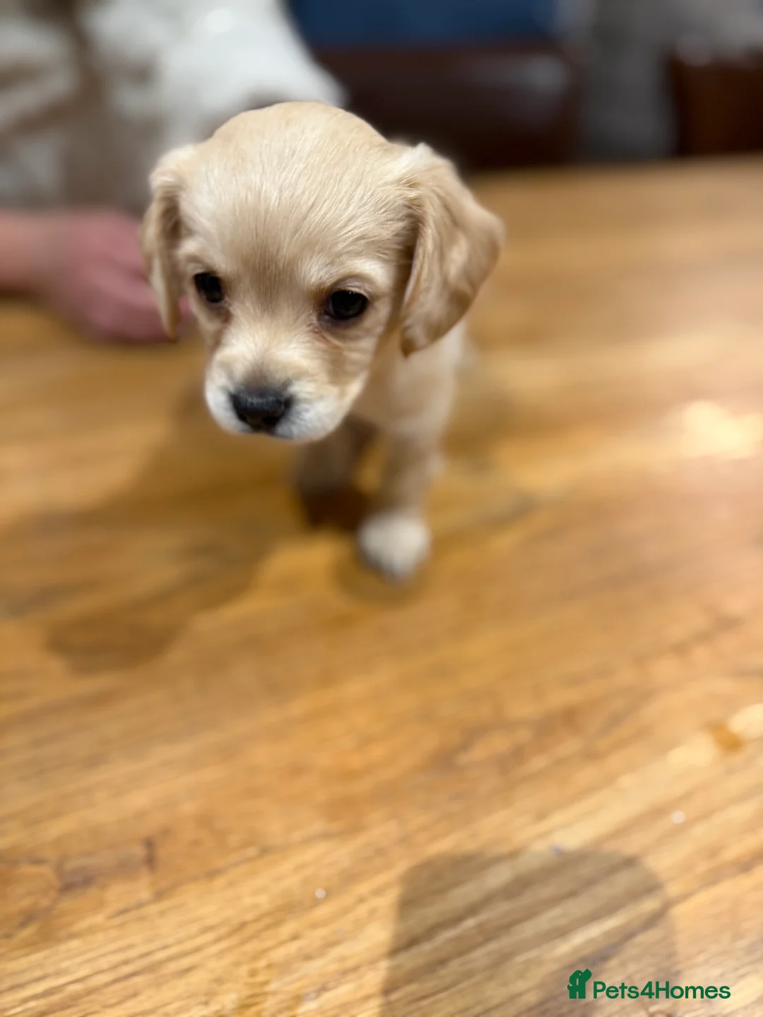 Mixed Breed dogs for sale: Chi-spaniels  - Advert 12