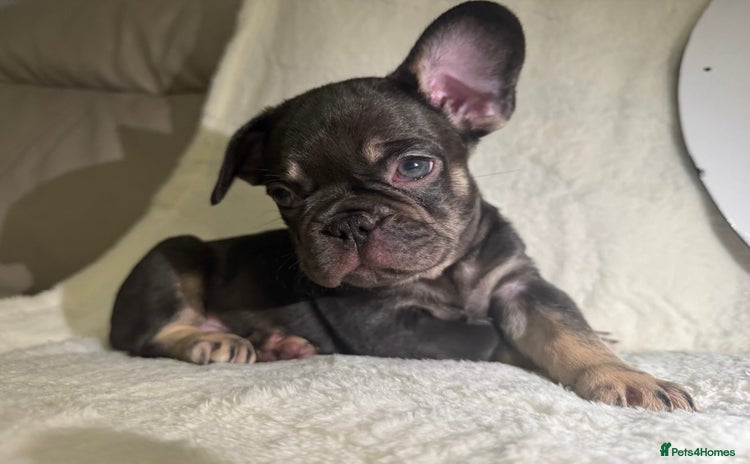 French Bulldog dogs - Advert 3