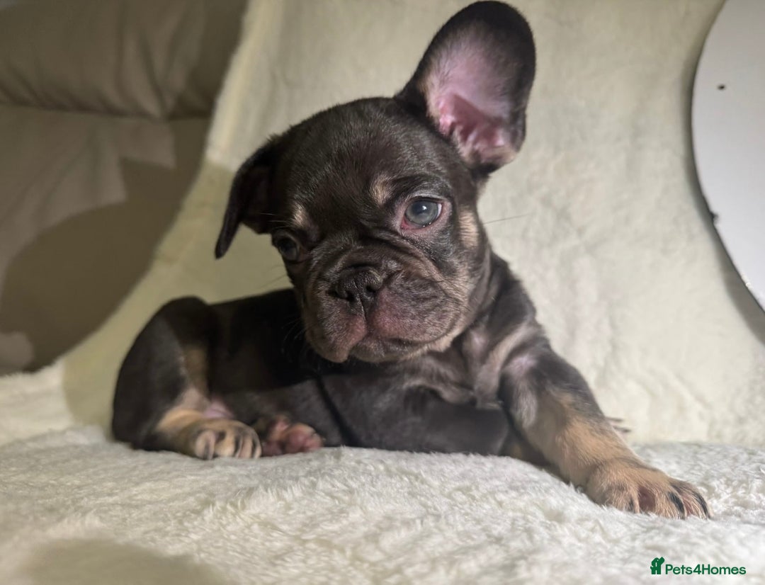 French Bulldog dogs for sale: French Bulldog puppies for sale - Image 1